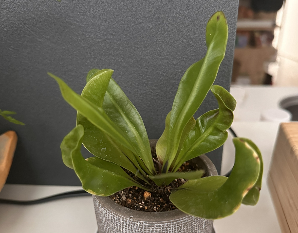 Cobra Fern Plant Care: Water, Light, Nutrients | Greg App 🌱