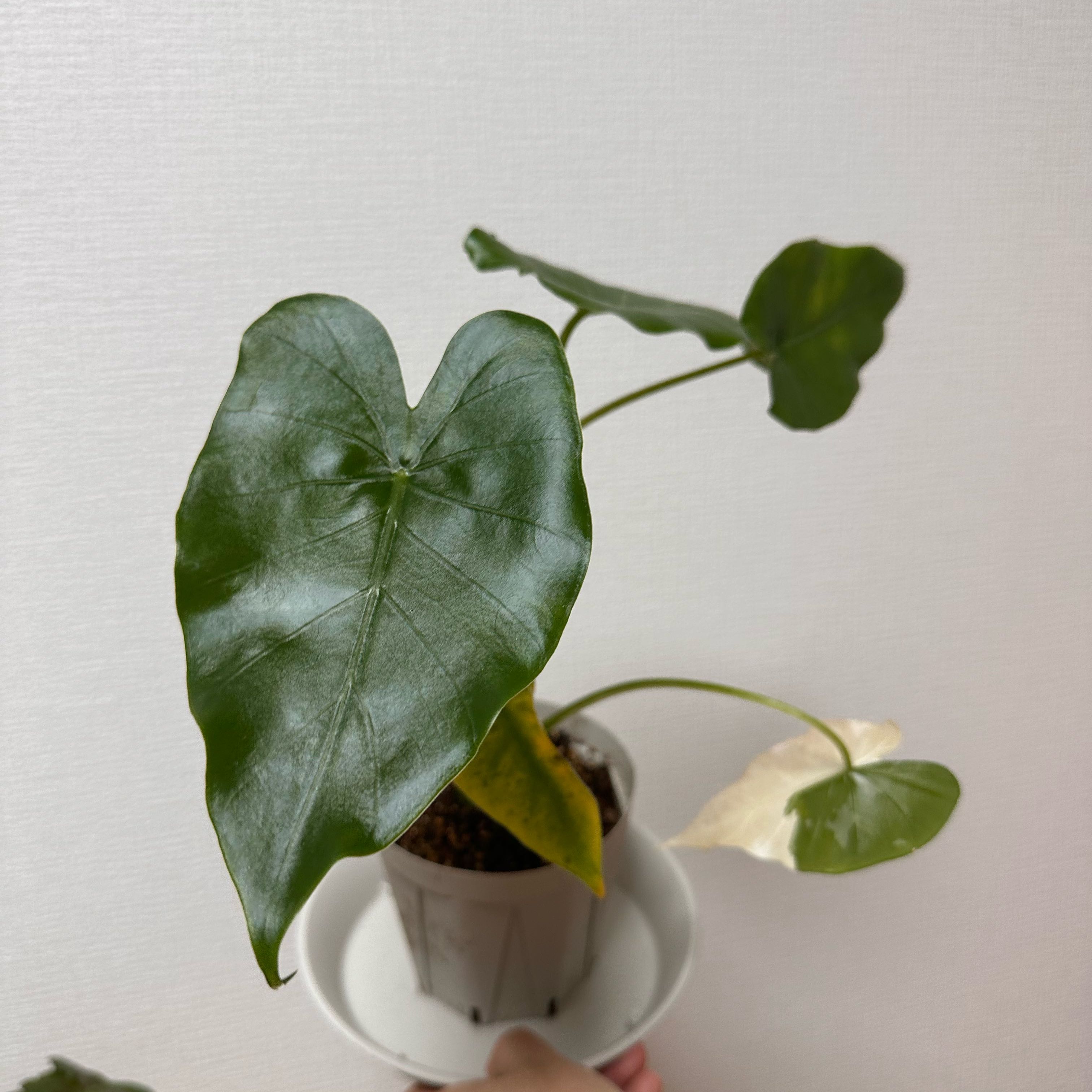 Photo of the plant species Dawn by @GreatestDodder named Peter Parker on Greg, the plant care app