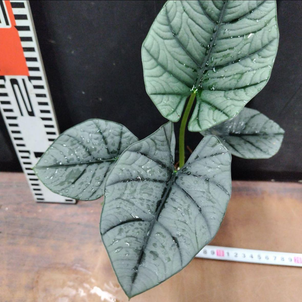 Photo of the plant species Nebula Elaine by @GreatestDodder named Orwell on Greg, the plant care app