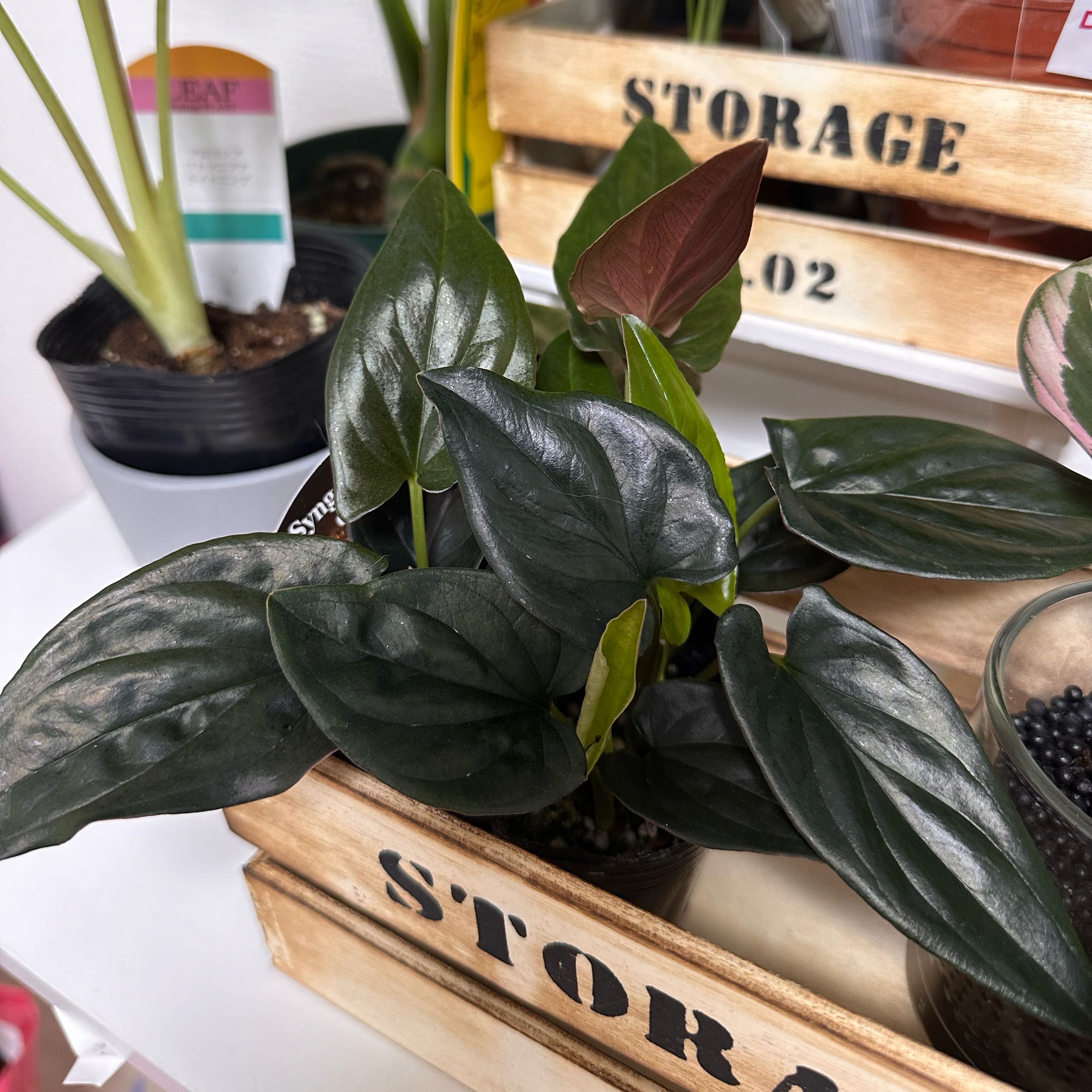 Photo of the plant species Syngonium Chocolate by @GreatestDodder named Kobe on Greg, the plant care app
