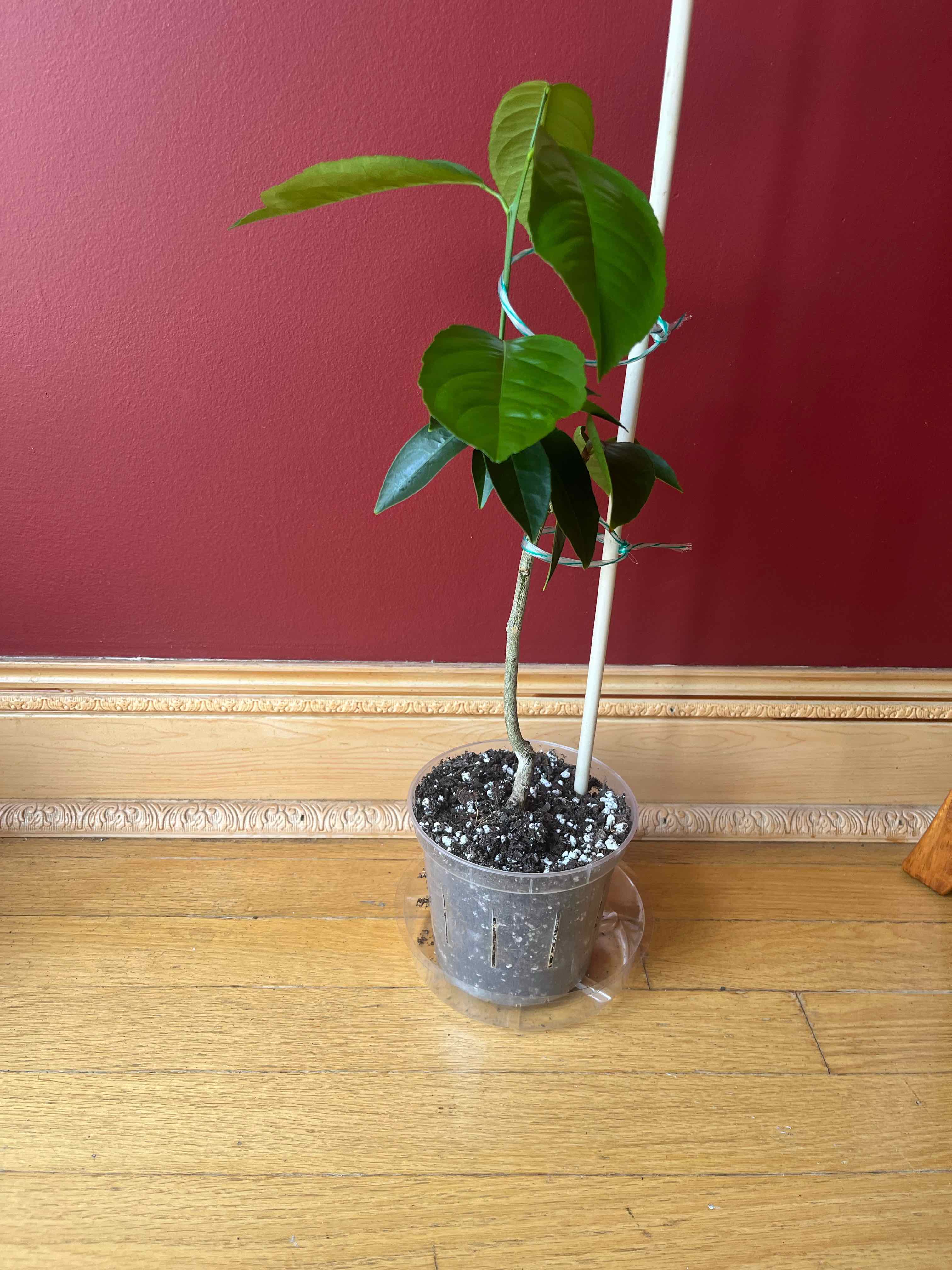 The Lemon Tree