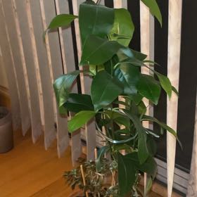 Photo of the plant species Meyer Lemon Tree by @FireballCooperi named Scarlett on Greg, the plant care app