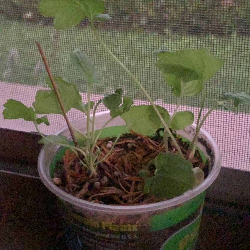 Photo of the plant species Valerianella locusta by @FancyCasimiroa named Elle on Greg, the plant care app