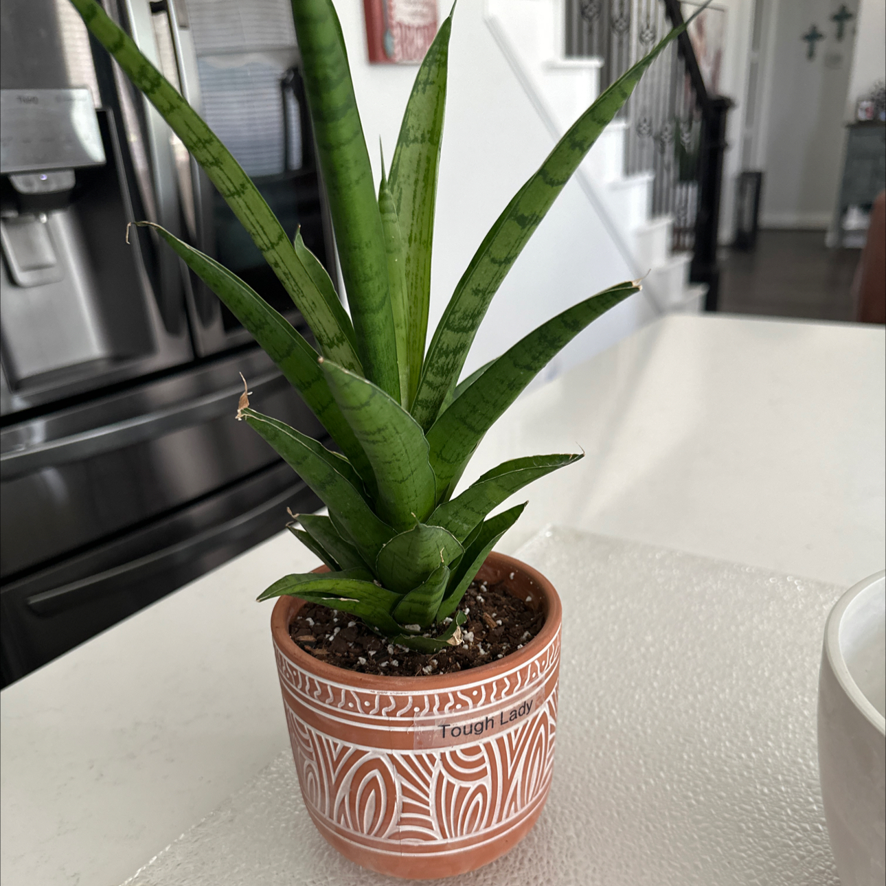 Photo of the plant species Tough Lady Snake Plant by @DeluxeHoupara named Diana on Greg, the plant care app