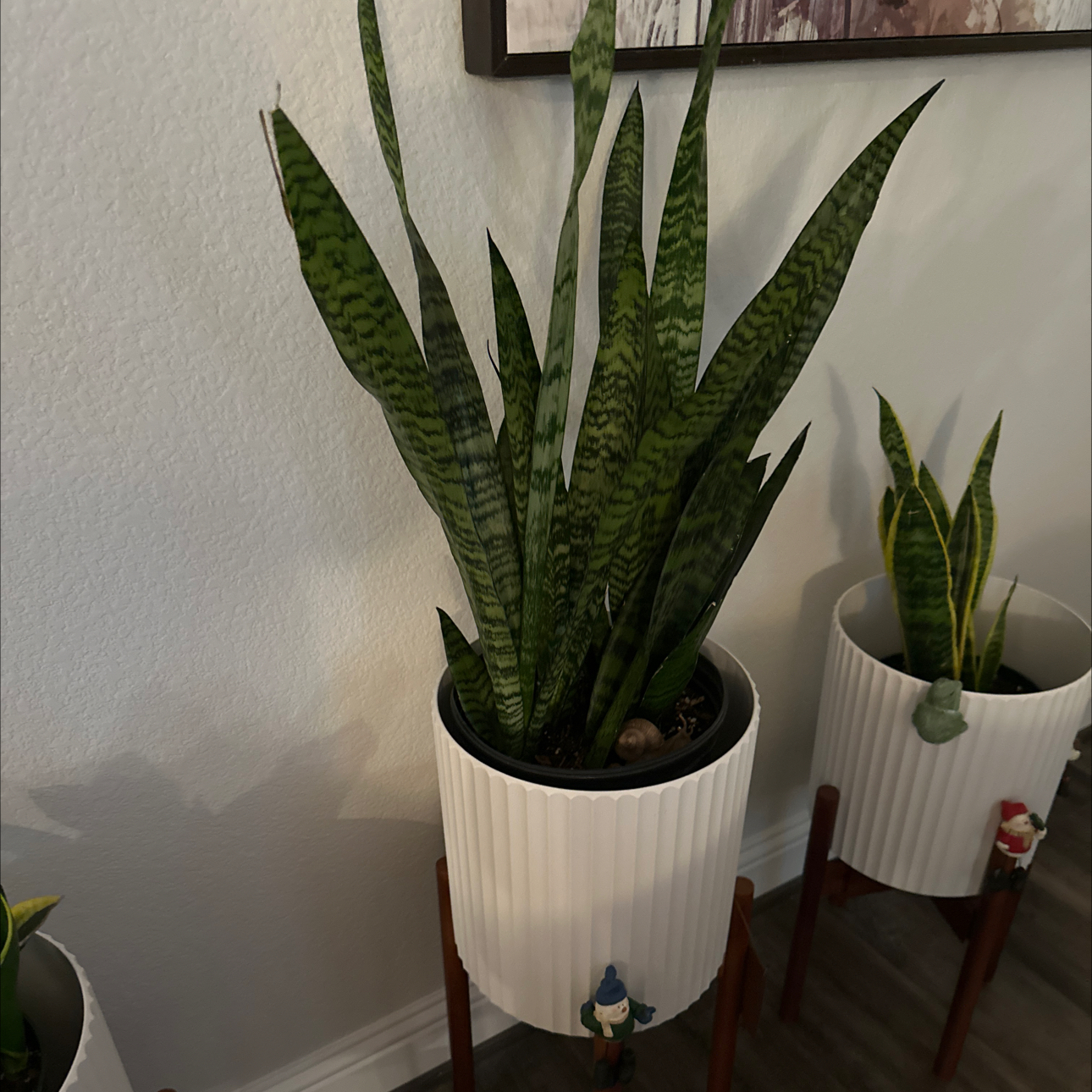 Photo of the plant species Ceylon Bowstring Hemp by @DeluxeHoupara named Delilah on Greg, the plant care app