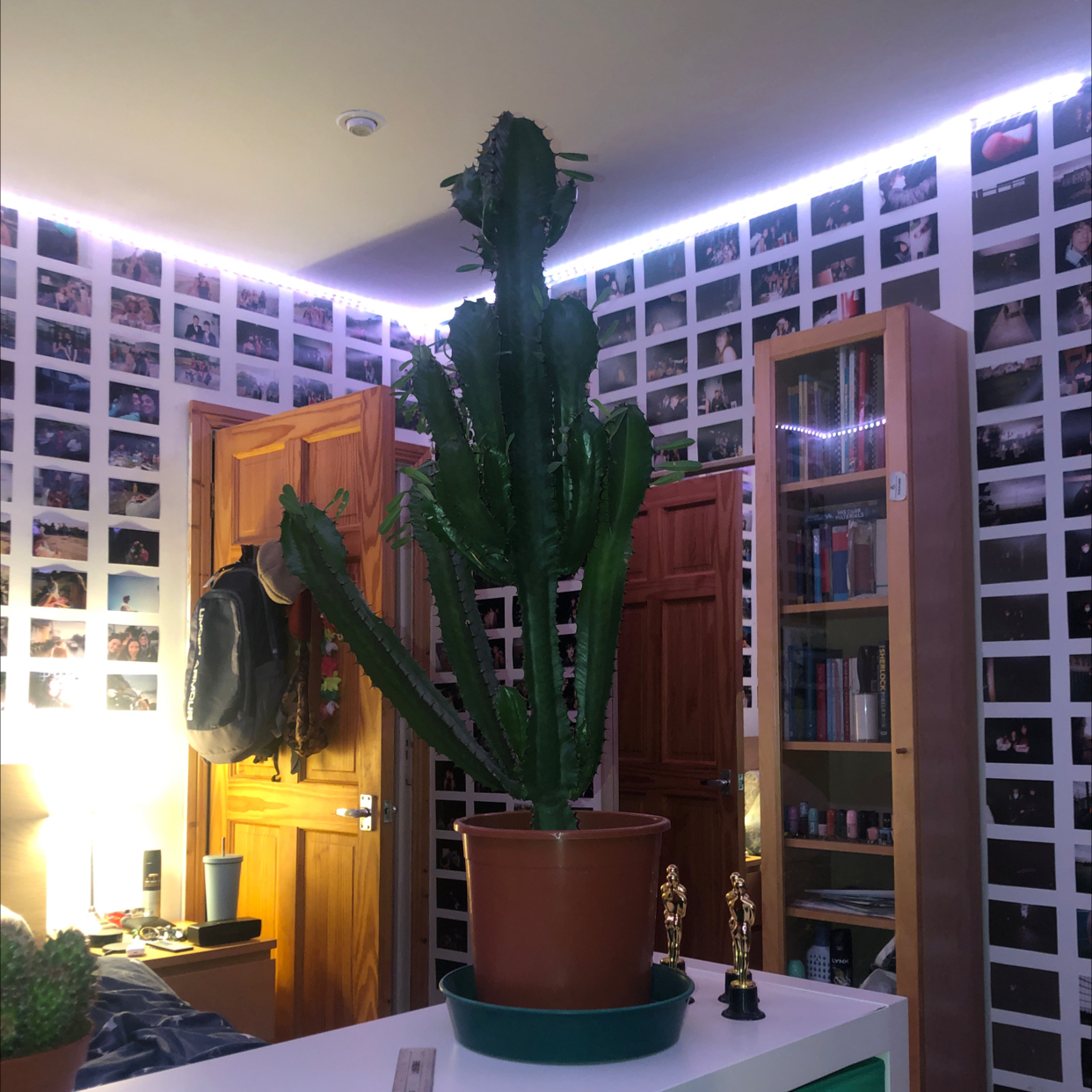 Photo of the plant species Desert Candle Cactus by @eliharris named Zeus on Greg, the plant care app