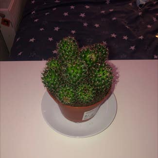 Spiny pincushion cactus plant in Dublin, County Dublin