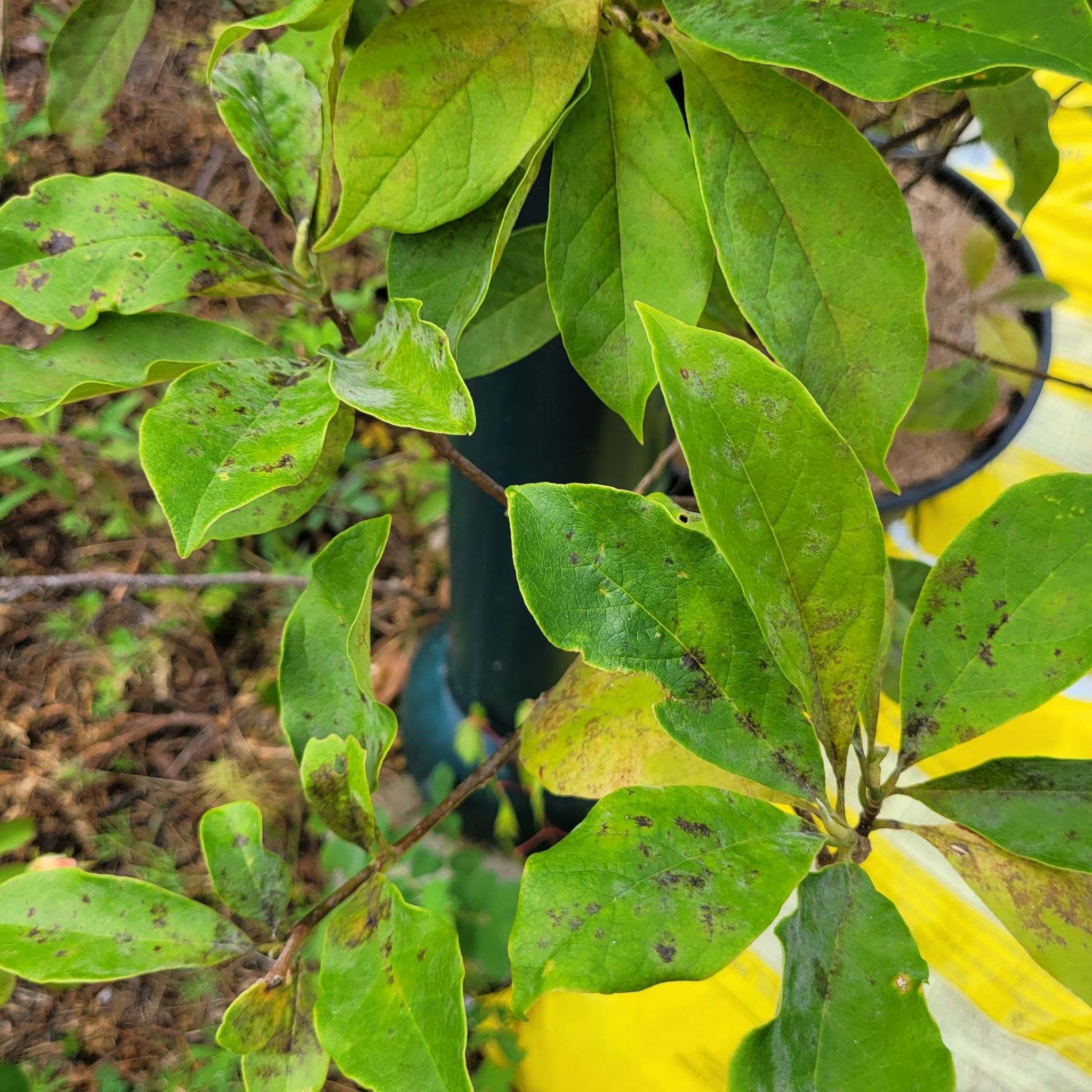 Photo of the plant species Japanese Alexandrina Magnolia by @WiredJellybaby named Dolores on Greg, the plant care app