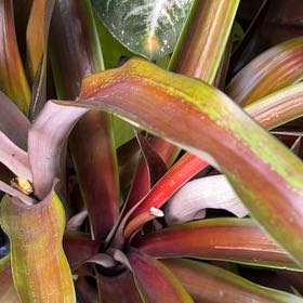 Photo of the plant species Red Pineapple by @HumaneDill named Red Pineapple on Greg, the plant care app