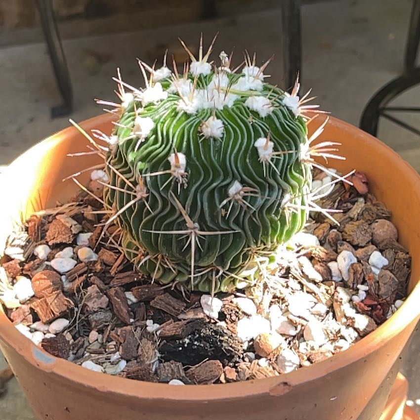 Photo of the plant species Echinofossulocactus Phyllacanthus v. Violaciflora by @HumaneDill named Osmo on Greg, the plant care app