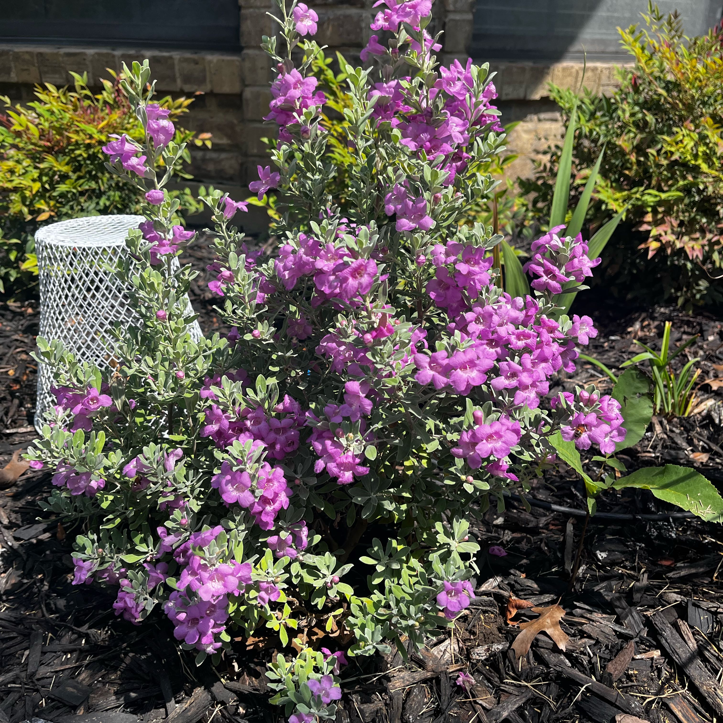 Photo of the plant species Texas Sage by @HumaneDill named Rihanna on Greg, the plant care app