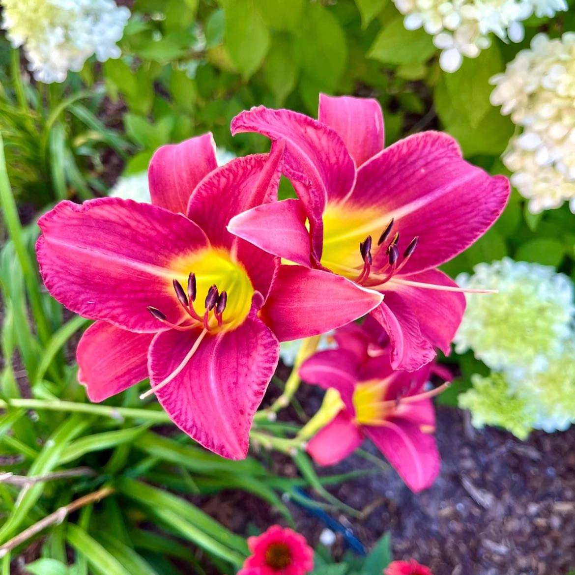 Photo of the plant species Daylily by @HumaneDill named Prince on Greg, the plant care app
