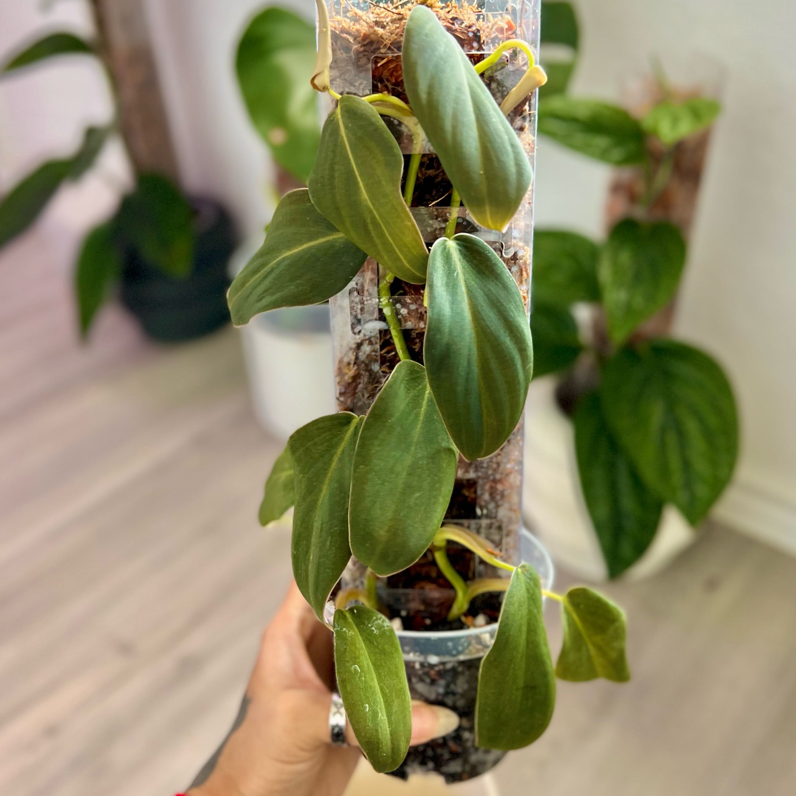 Photo of the plant species Philodendron Gigas by @ZingSunspurge named Philodendron Gigas 1 on Greg, the plant care app