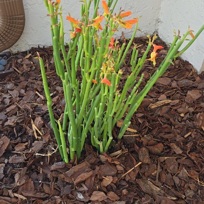 Photo of the plant species Slipper Plant by @SacredCoralaloe named Darwin on Greg, the plant care app