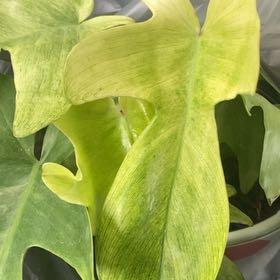 Photo of the plant species Green Arrow-Arum by @SveltePondapple named Sherlock on Greg, the plant care app