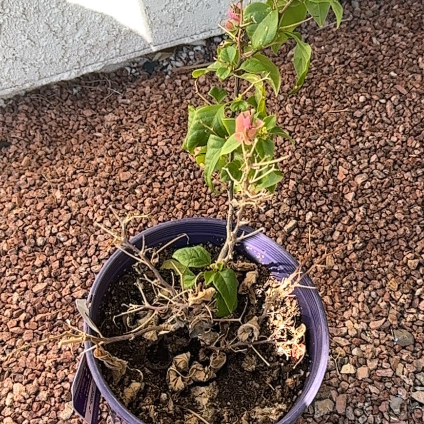 Photo of the plant species Bougainvillea Kini by @YokeDateplum named Doja Cat on Greg, the plant care app