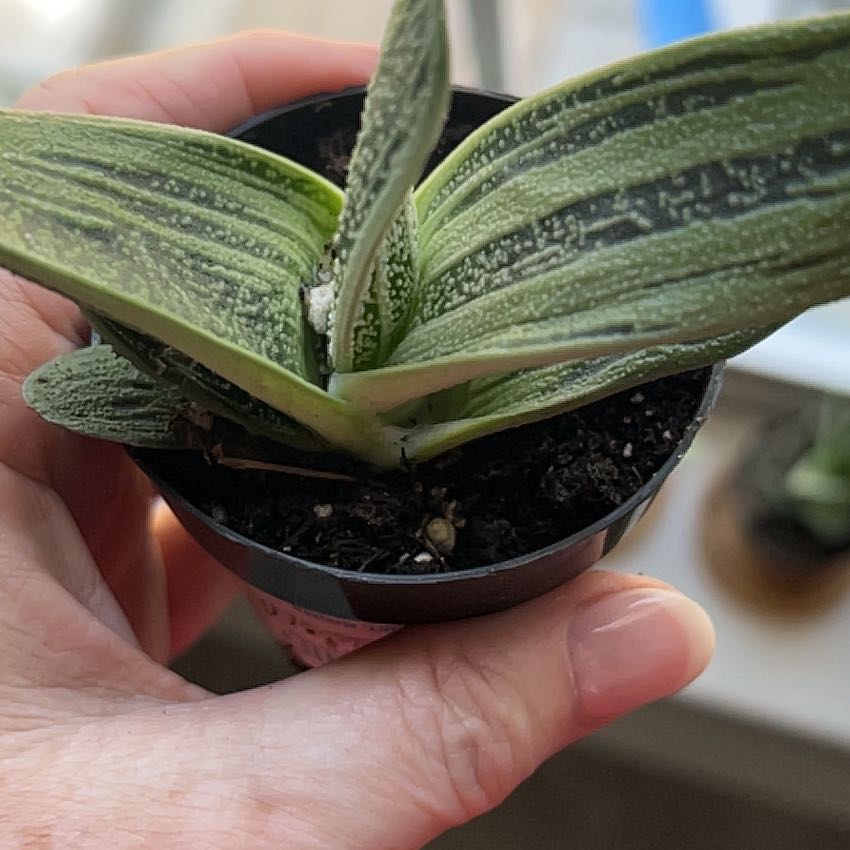 Photo of the plant species 'Little Warty' by @WV_hallia named Walter on Greg, the plant care app