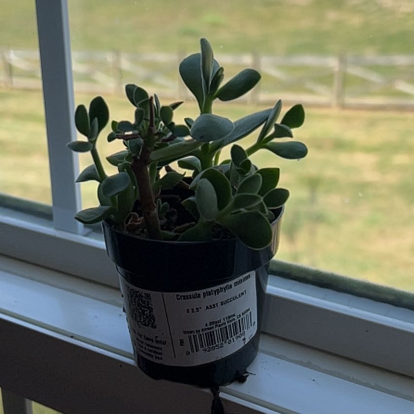 Photo of the plant species Crassula platyphylla 'minima' by @WV_hallia named Marilyn on Greg, the plant care app