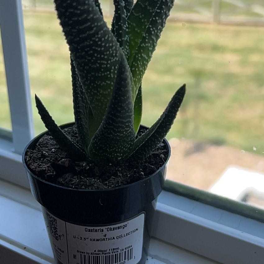 Photo of the plant species Gasteria 'Okavango' by @WV_hallia named Cleopatra on Greg, the plant care app