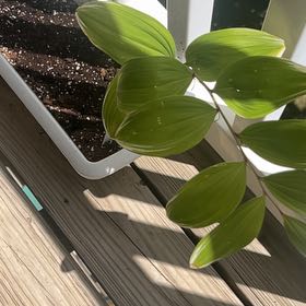 Photo of the plant species Variegated Solomon's Seal by @DarlingMarimo named Sahara on Greg, the plant care app