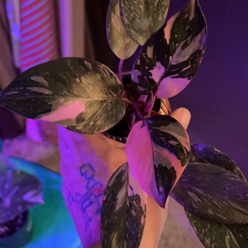 Photo of the plant species Cotton Candy Pink Princess by @Funkshoe named Wonka on Greg, the plant care app