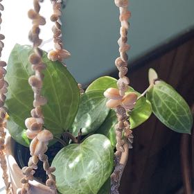 Photo of the plant species Hoya 'Sarawak' by @Funkshoe named Harry on Greg, the plant care app