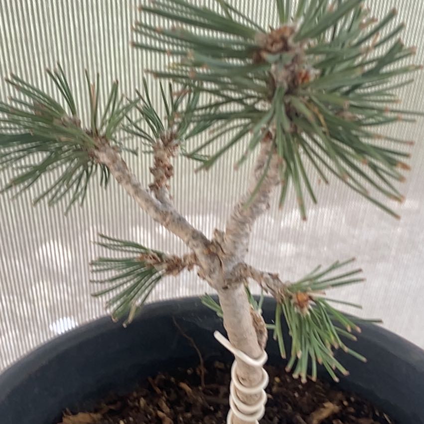 Photo of the plant species Blue Spruce by @VitalSilverleaf named Rainier on Greg, the plant care app