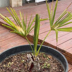 Photo of the plant species European Fan Palm by @VitalSilverleaf named Doja Cat on Greg, the plant care app