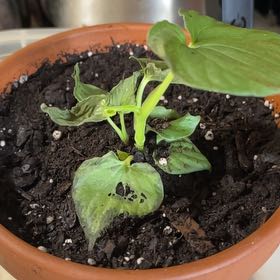 Photo of the plant species Kava by @OptimalJicaro named Queen on Greg, the plant care app