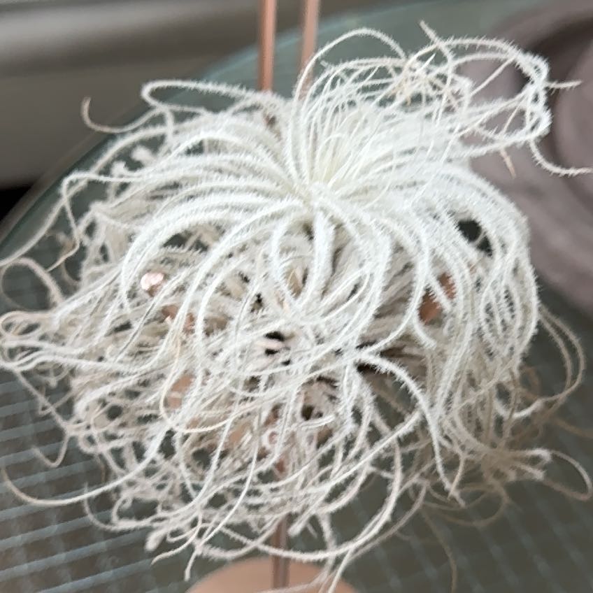 Photo of the plant species Snowball Air Plant by @GlossyTinybluet named Girlfrond on Greg, the plant care app