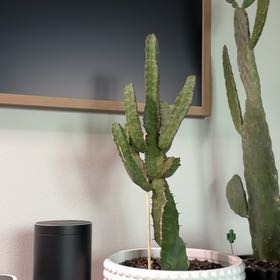 Photo of the plant species Caralluma Speciose by @GlossyTinybluet named Rihanna on Greg, the plant care app