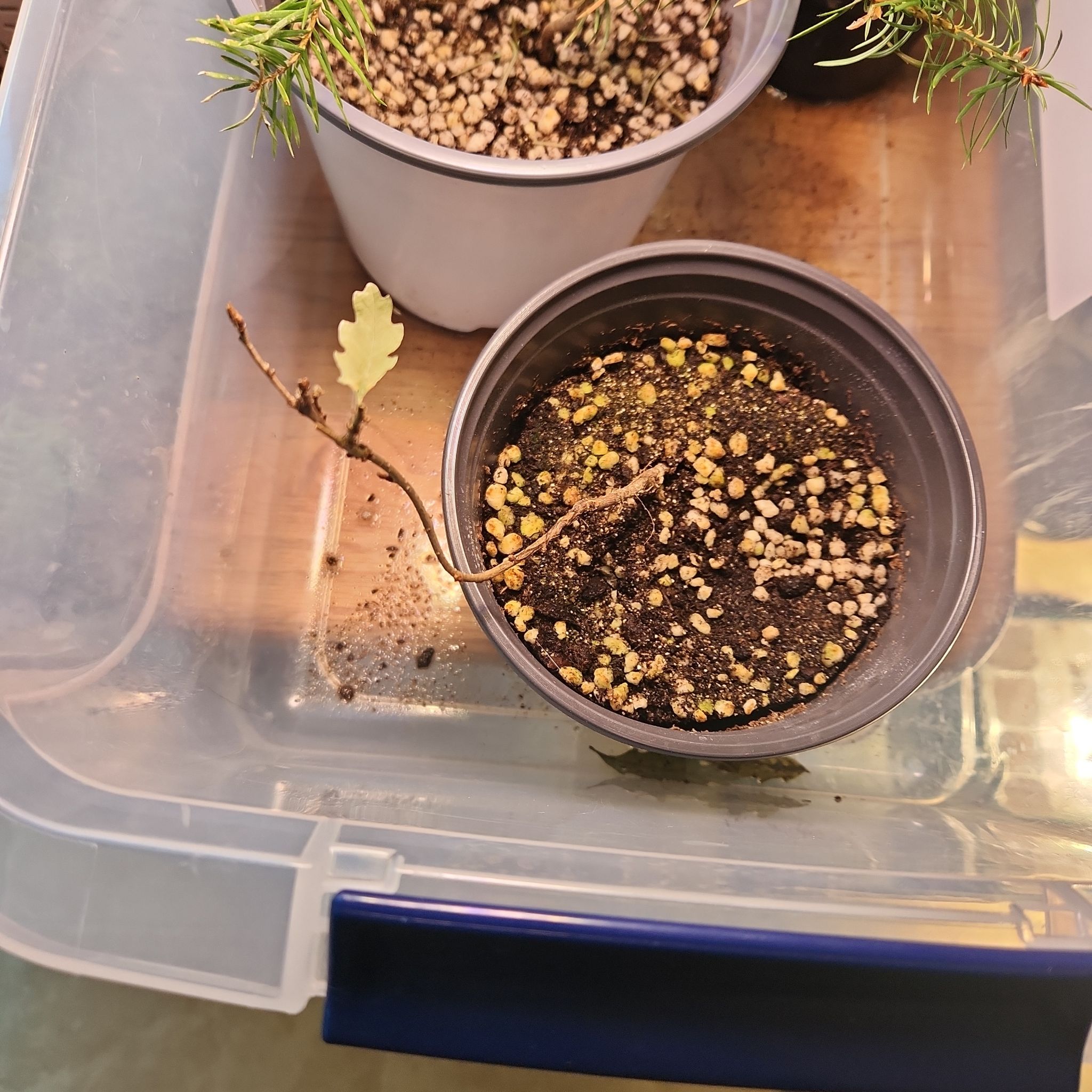 Photo of the plant species Gambel Oak by @AlertWhiteghost named Apollo on Greg, the plant care app