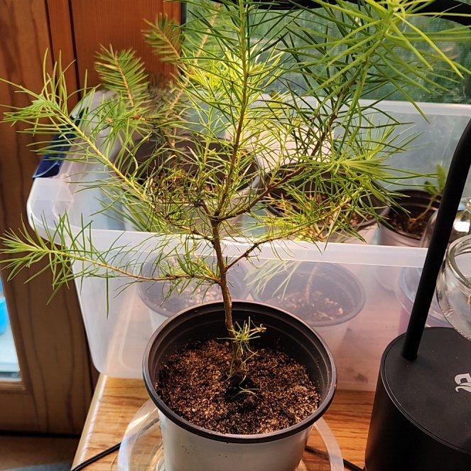 Photo of the plant species Japanese Larch by @AlertWhiteghost named Xena on Greg, the plant care app