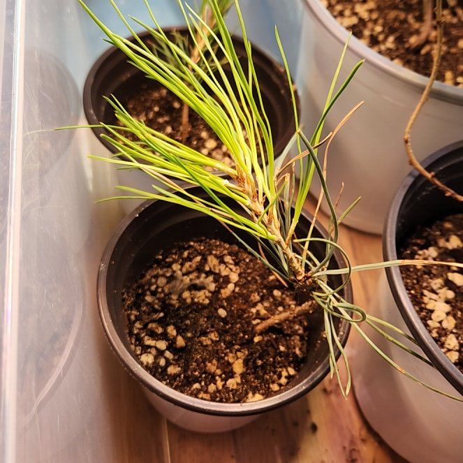 Photo of the plant species Ponderosa Pine by @AlertWhiteghost named Maya on Greg, the plant care app