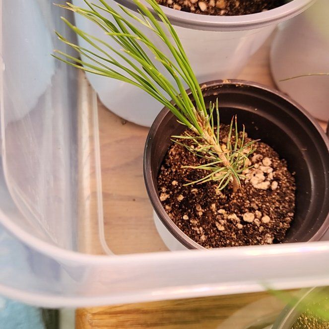 Photo of the plant species Ponderosa Pine by @AlertWhiteghost named Harmony on Greg, the plant care app