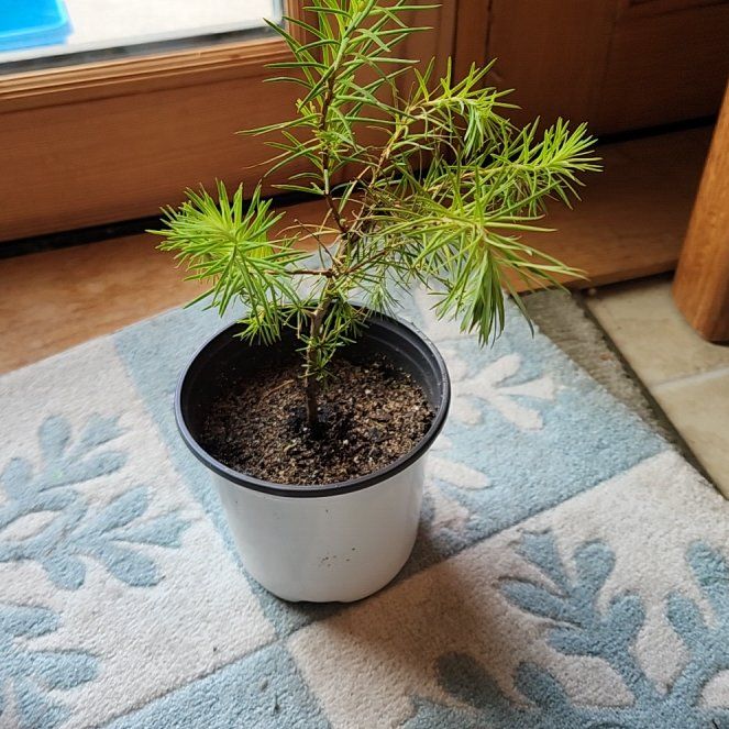 Photo of the plant species Japanese Larch by @AlertWhiteghost named Mollie on Greg, the plant care app