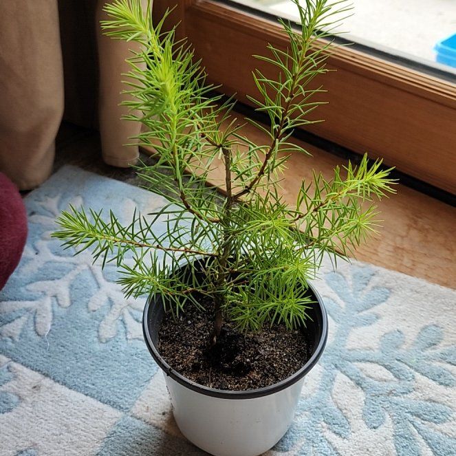 Photo of the plant species Japanese Larch by @AlertWhiteghost named Cleopatra on Greg, the plant care app