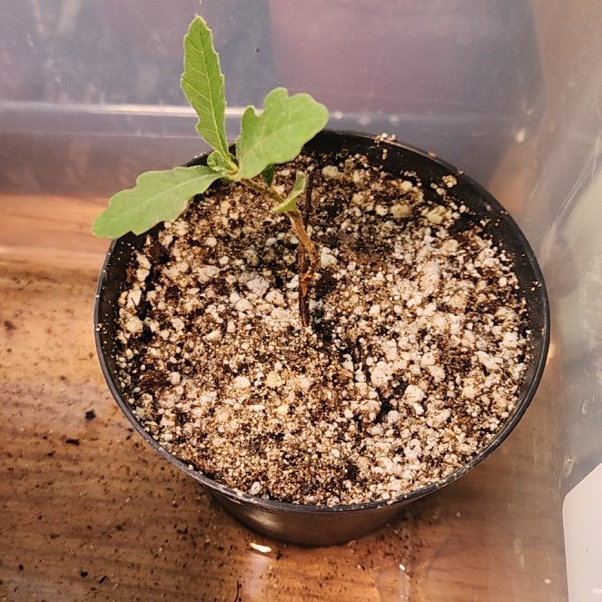 Photo of the plant species Gambel Oak by @AlertWhiteghost named Navajo on Greg, the plant care app