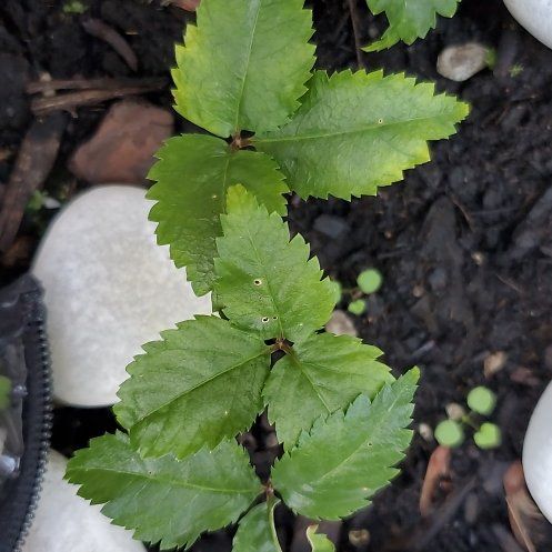 Photo of the plant species American Ginseng by @DollCaperbush named Kylie on Greg, the plant care app