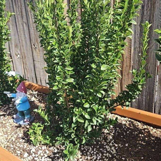 Photo of the plant species Green Spire Euonymus by @RadPlanty50 named Miley on Greg, the plant care app