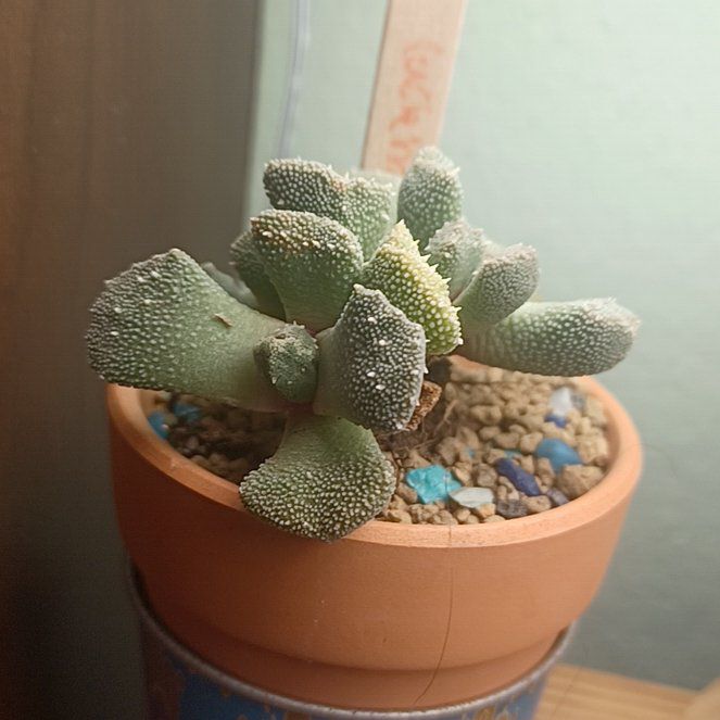 Photo of the plant species Aloinopsis luckhoffii by @Seleni named Sage on Greg, the plant care app