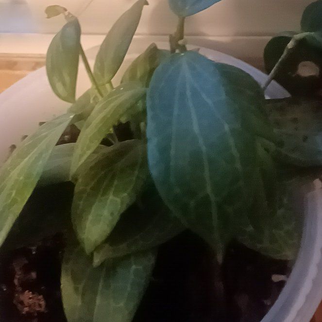 Photo of the plant species Hoya fitchii by @Seleni named Madonna on Greg, the plant care app