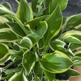 Photo of the plant species SunHosta™️ by @SparklySarcodes named Orwell on Greg, the plant care app