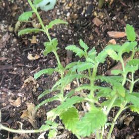 Photo of the plant species Blue Tansy by @ClubbyCowpoison named Captain Plant-it on Greg, the plant care app