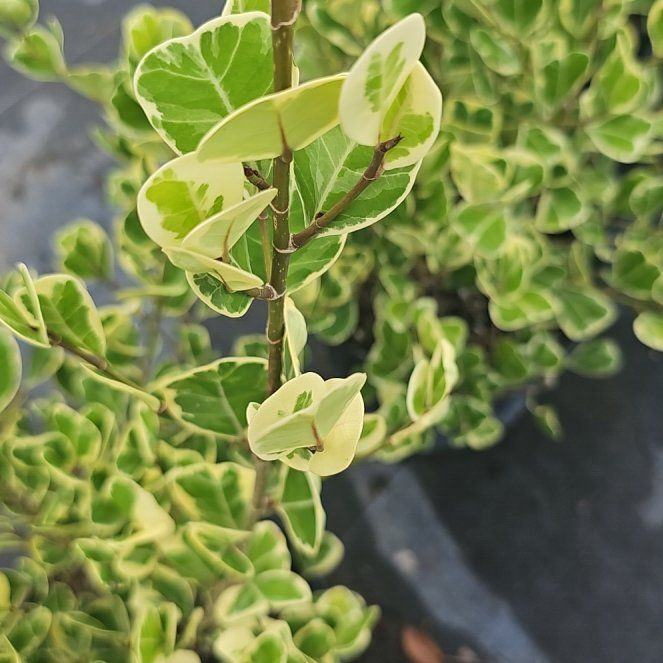 Photo of the plant species Veronica odora by @SavantThujopsis named McKinley on Greg, the plant care app