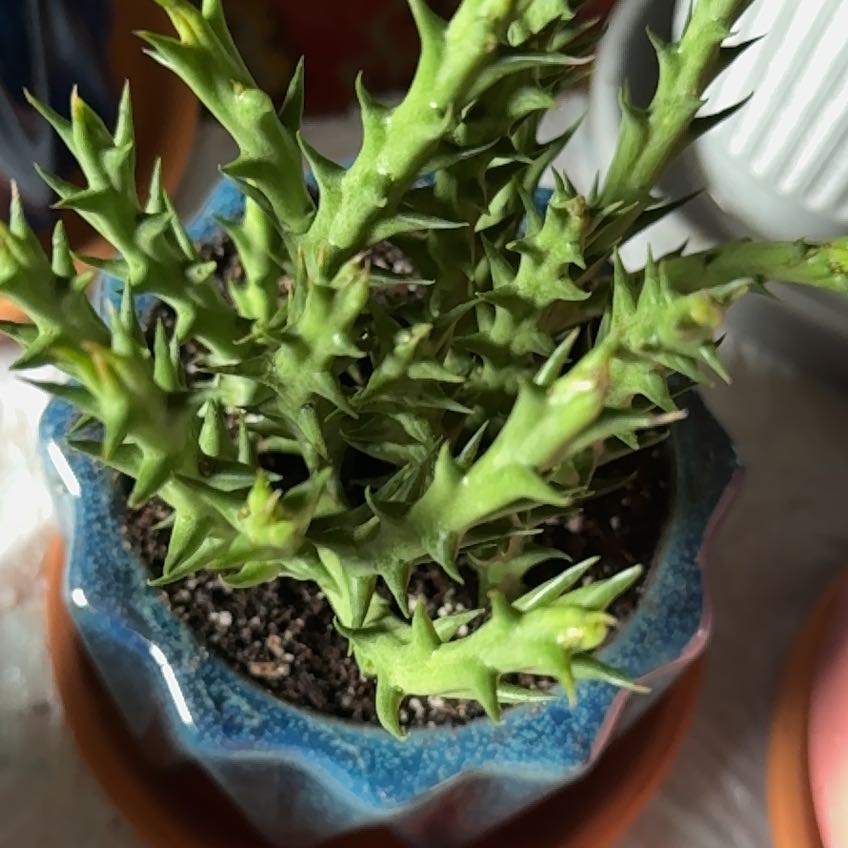 Photo of the plant species Orbea caudata by @HipPrairiesumac named Spock on Greg, the plant care app
