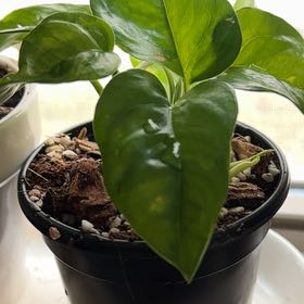 Photo of the plant species Global Green Pothos by @greenjam named Marley on Greg, the plant care app