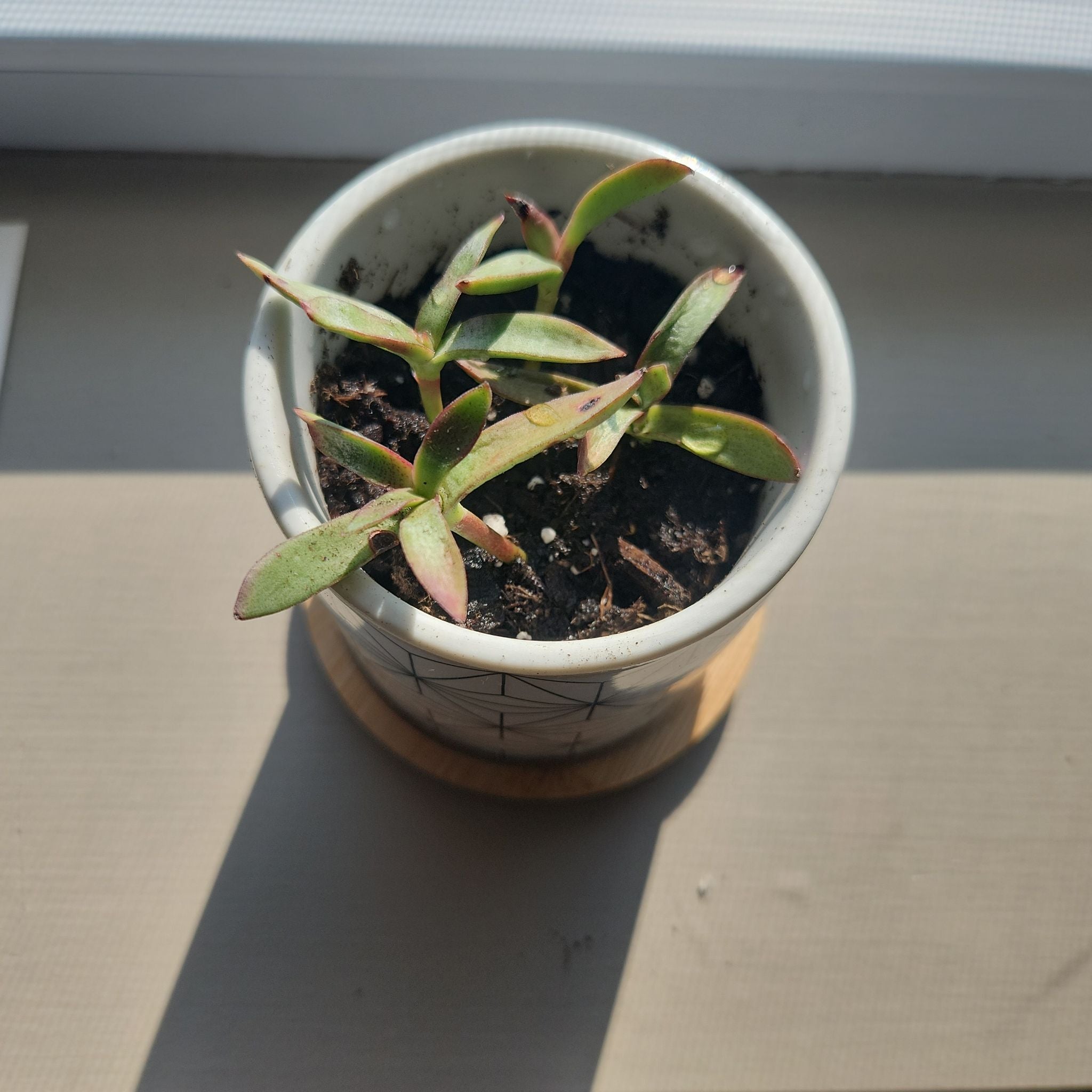 Photo of the plant species Crassula tetragona 'Mini Form' by @HotIvorytowers named Daphne on Greg, the plant care app