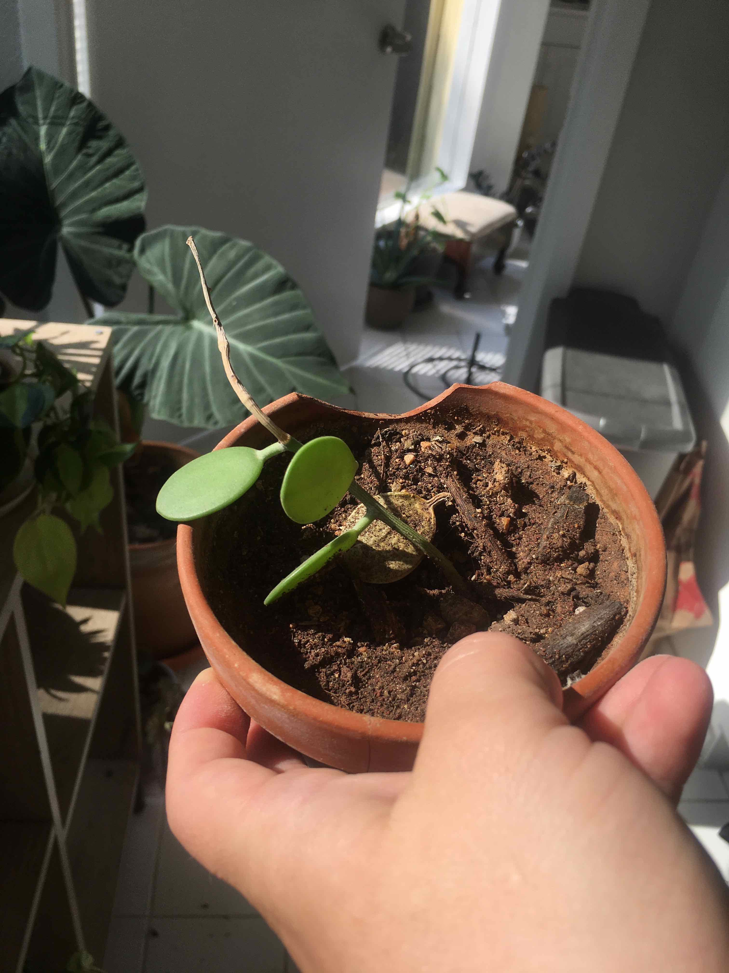 Potted Silver Dollar Vine plant with green leaves and dry stem, held by a hand. Soil is visible.
