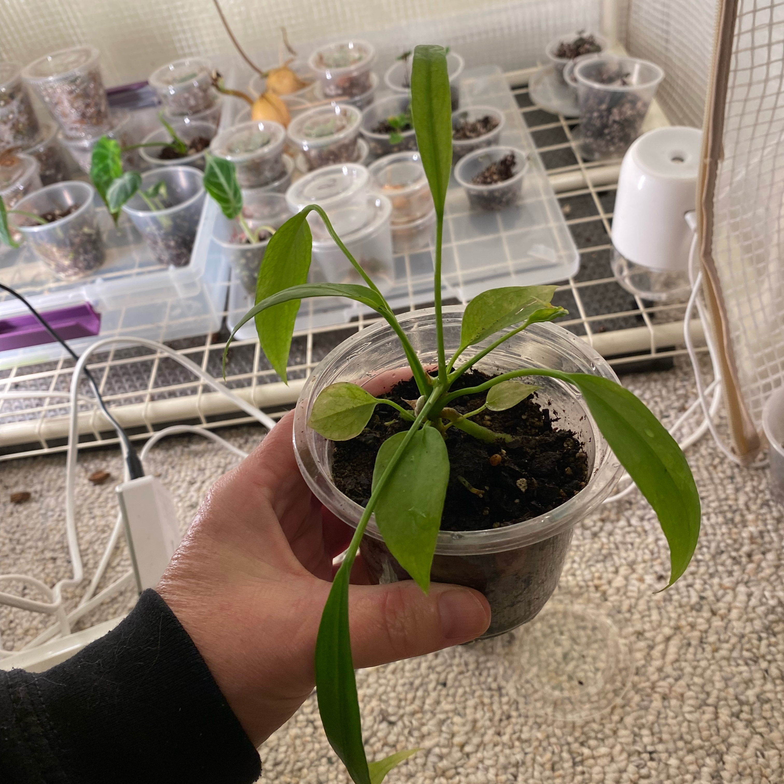 Photo of the plant species Anthurium vittariifolium by @HiItsMeMar named Anthurium Green escapes Vittoria on Greg, the plant care app